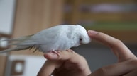 muhabbet kuşu türleri